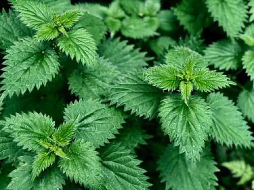 Natura Wita Naturalna Pokrzywowa Herbatka Ziołowa na Procesy Trawienne 50g