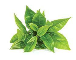 Big-Active Pure Green Leaf Tea with Deep Taste and Delicate Herbal Scent 100g