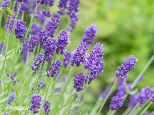 Your Natural Side Lavender Essential Oil 10ml