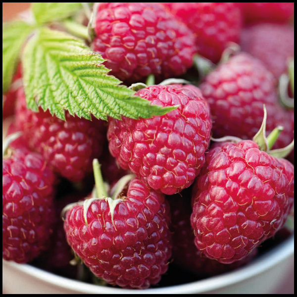 Joanna Naturia Malinowy Odświeżający Żel pod Prysznic 300ml