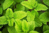 Nature Wita Lemon Balm Medical Leaf 50g